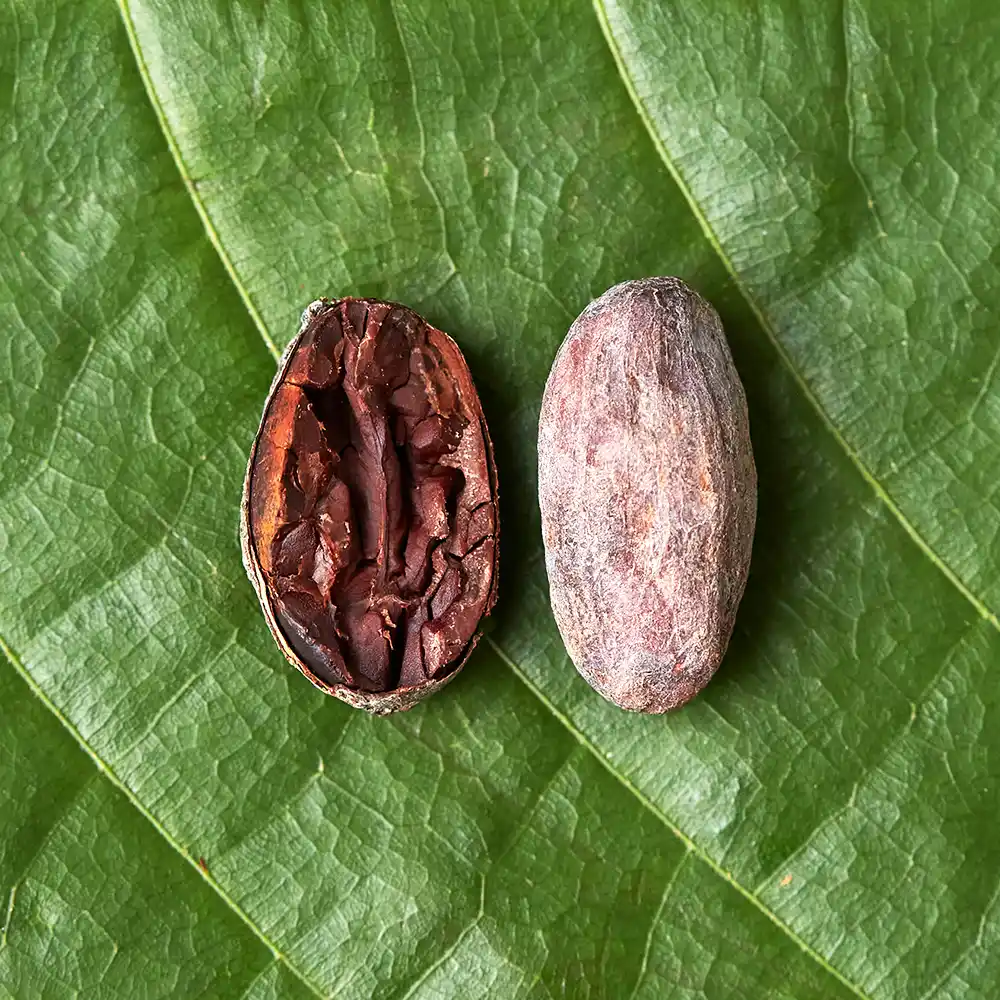 Cocoa Beans