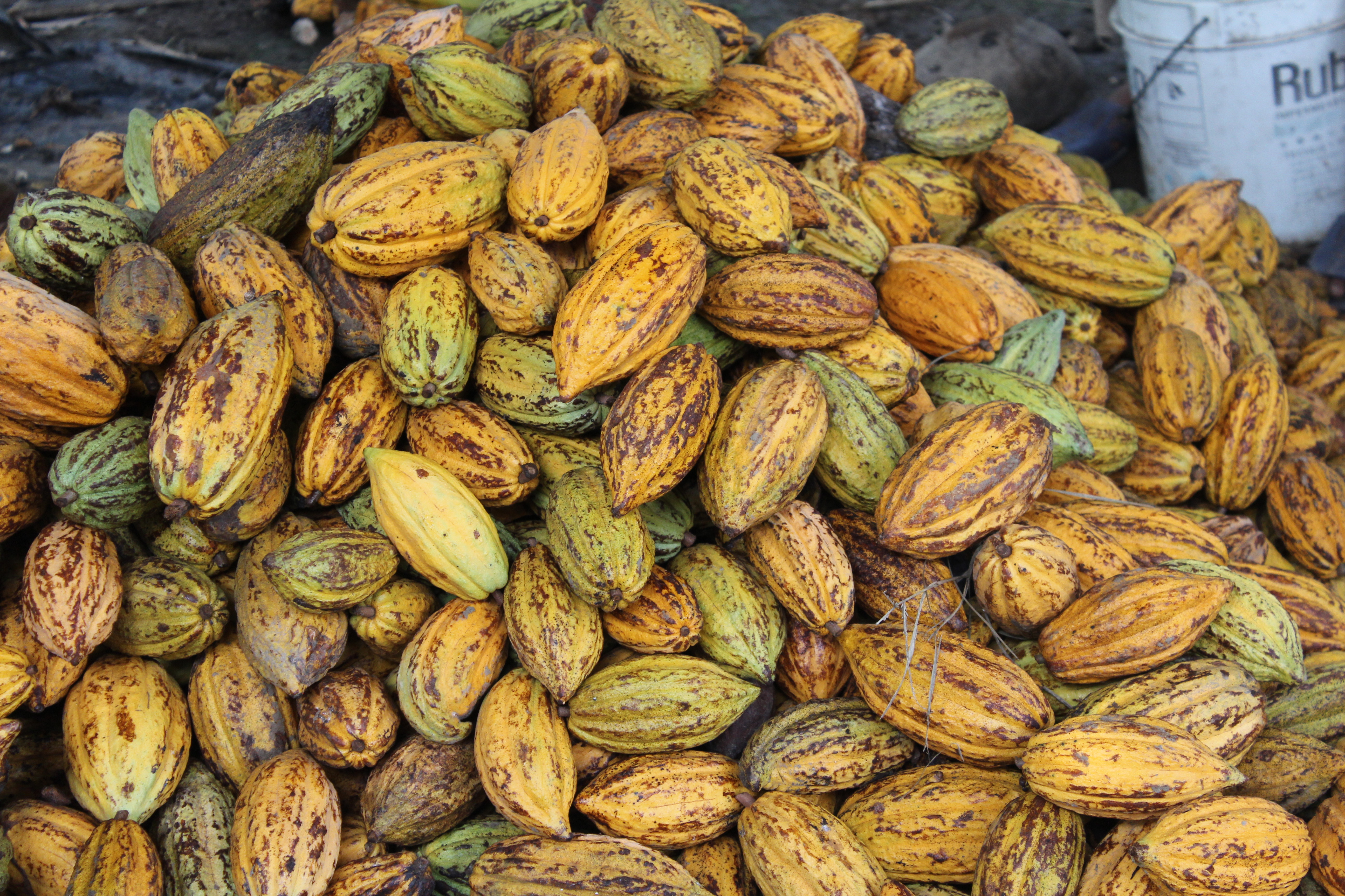 Approfondimento: Ricollegare il Camerun al Cacao Premium