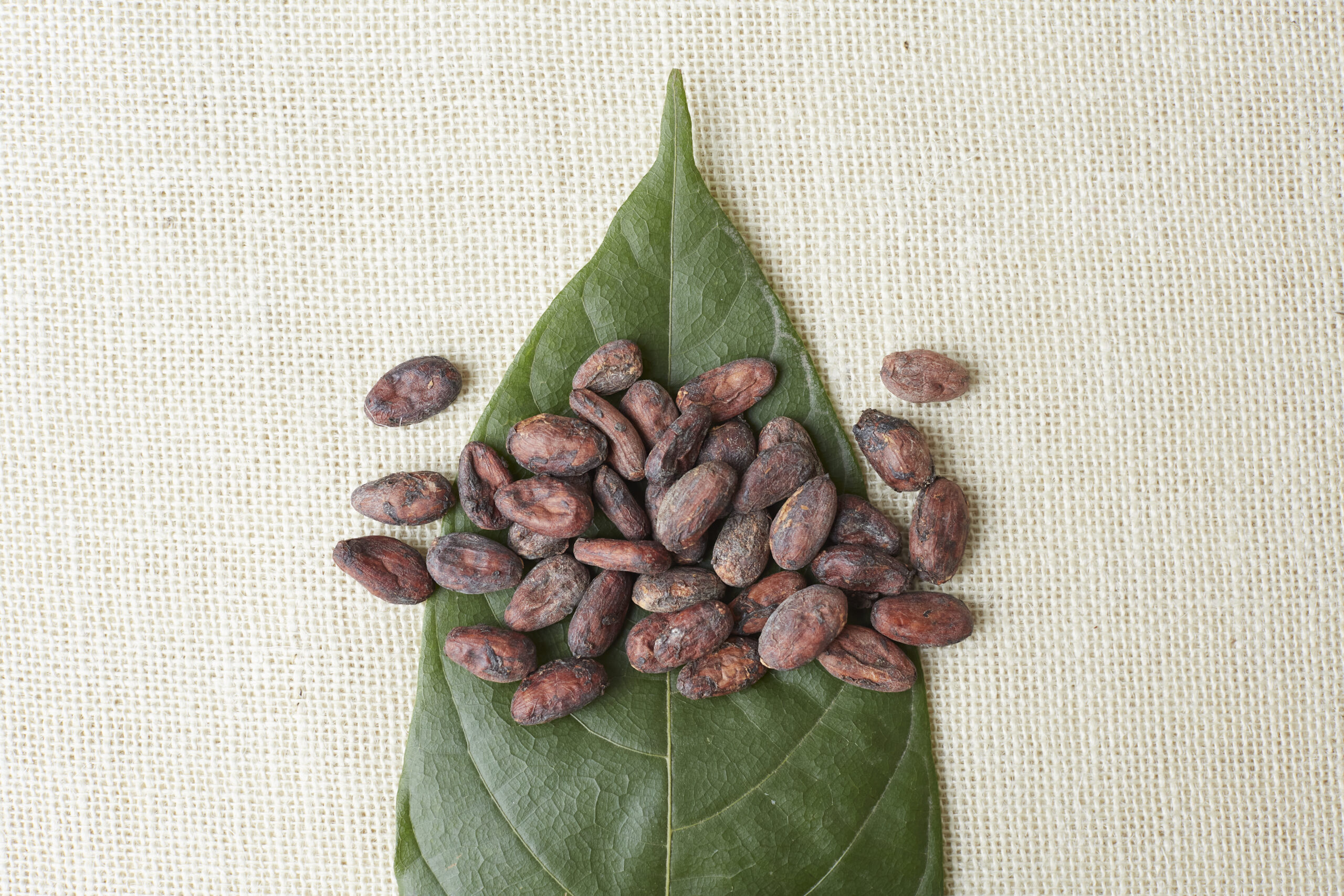 Cacao feves