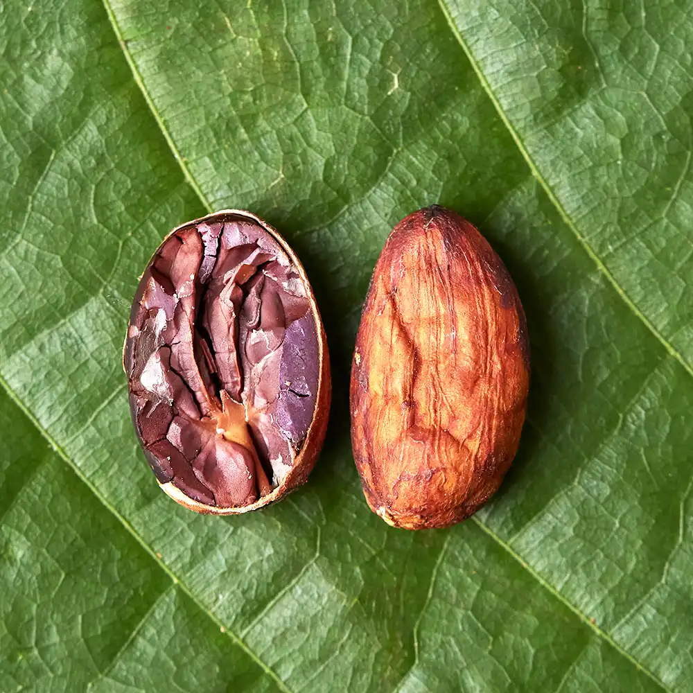 Cocoa Beans