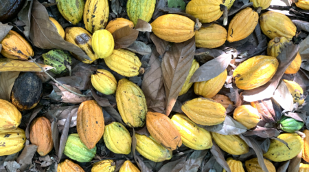 Chuncho, a Cacao Of Diversity: Reviving one of the world's oldest and most aromatic cacao varieties