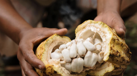 Satocao : Rajeunir l'industrie cacaoyère de São Tomé e Príncipe